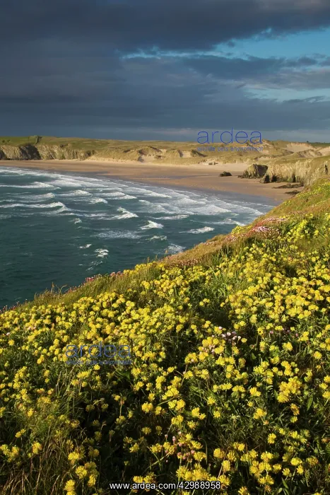 : Holywell Bay - Spring : Holywell Bay - Spring