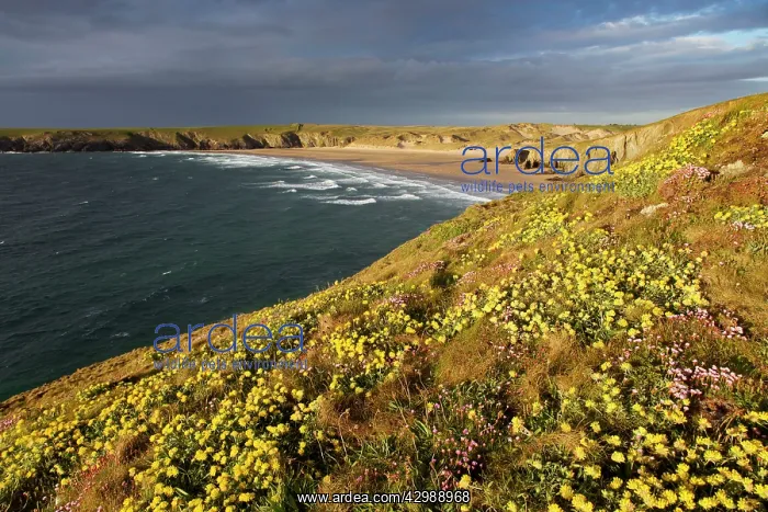 : Holywell Bay - Spring : Holywell Bay - Spring