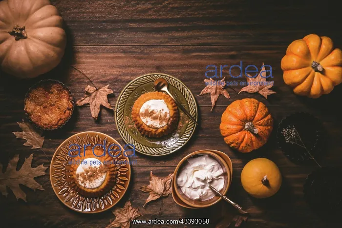 : Homemade small pumpkin pies with icing for Thanksgiving : Homemade small pumpkin pies with icing for Thanksgiving
