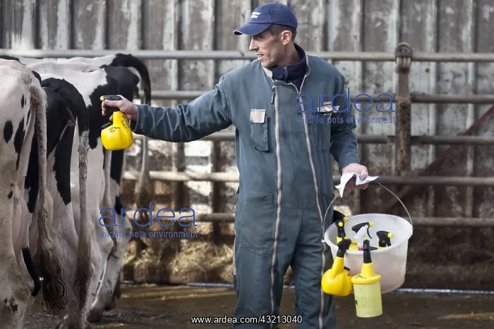 : Homeopathic treatment of Holstein Cow France : Homeopathic treatment of Holstein Cow France