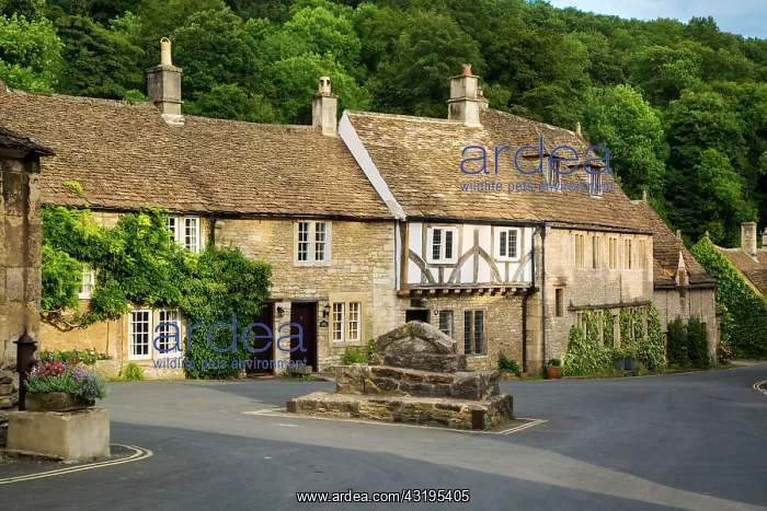 : Homes and shops along the High Street, Castle Combe : Homes and shops along the High Street, Castle Combe