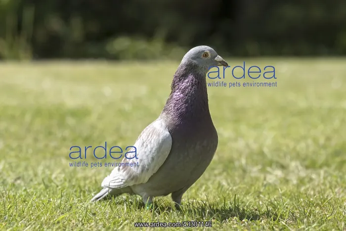 : Homing Pigeon in garden - Norfolk UK : Homing Pigeon in garden - Norfolk UK