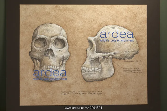 : Homo ergaster Myological restoration. Pliocene : Homo ergaster Myological restoration. Pliocene