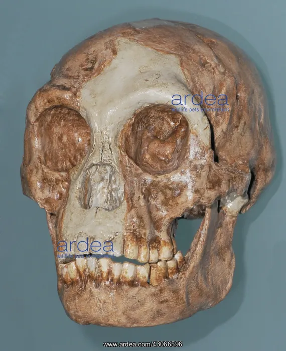 : Homo floresiensis Skull : Homo floresiensis Skull