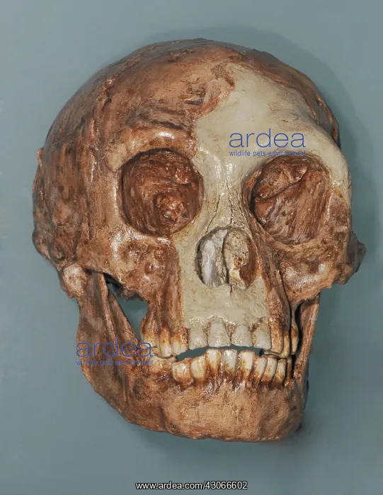 : Homo floresiensis Skull : Homo floresiensis Skull