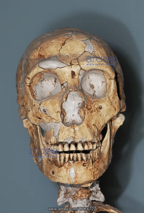 : Homo neanderthalensis Skull : Homo neanderthalensis Skull