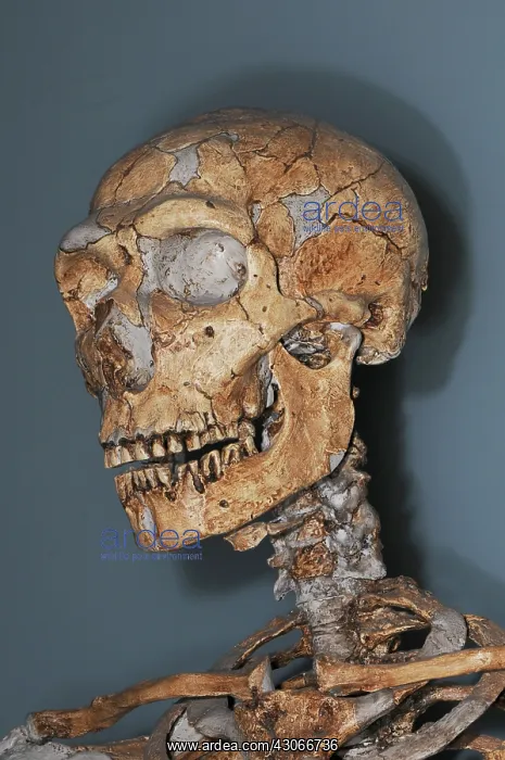 : Homo neanderthalensis Skull : Homo neanderthalensis Skull