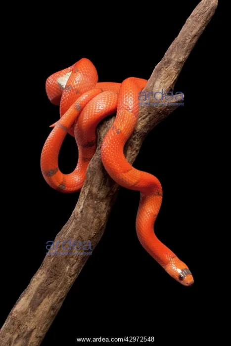 : Honduran Milk Snake - Hypo vanishing mutation : Honduran Milk Snake - Hypo vanishing mutation