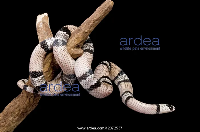 : Honduran Milk Snake - Hypomelanistique mutation : Honduran Milk Snake - Hypomelanistique mutation
