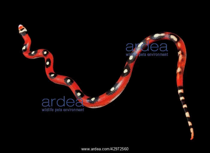 : Honduran Milk Snake - Motley' mutation : Honduran Milk Snake - Motley' mutation