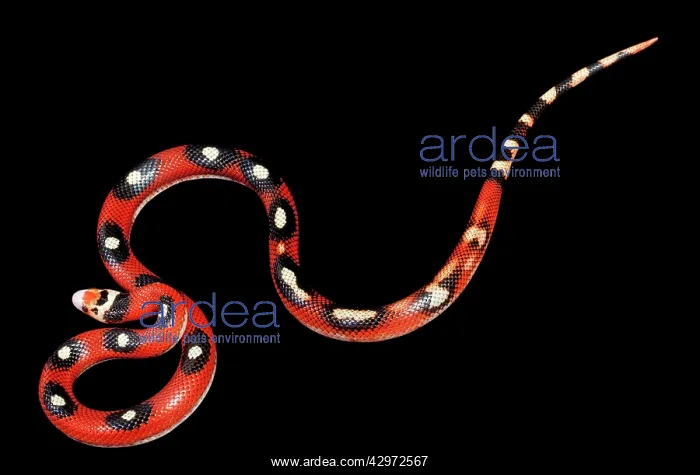 : Honduran Milk Snake - Motley' mutation : Honduran Milk Snake - Motley' mutation