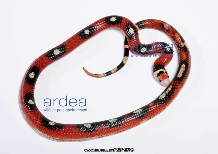 : Honduran Milk Snake - Motley' mutation : Honduran Milk Snake - Motley' mutation