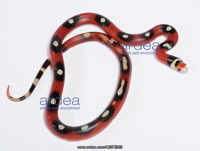 : Honduran Milk Snake - Motley' mutation : Honduran Milk Snake - Motley' mutation