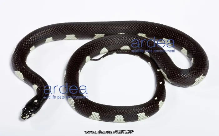 : Honduran Milk Snake - Mozaic' mutation : Honduran Milk Snake - Mozaic' mutation