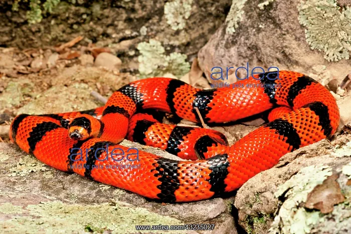 : Honduran Milk Snake (Tangerine Phase), Lampropeltis : Honduran Milk Snake (Tangerine Phase), Lampropeltis