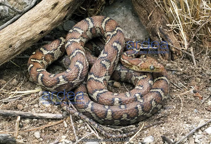 : Honduran Ratsnake : Honduran Ratsnake