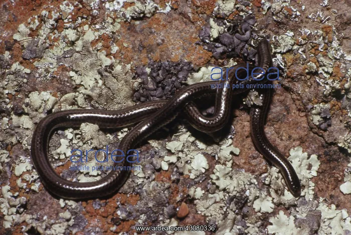 : Honduran Worm Snake : Honduran Worm Snake