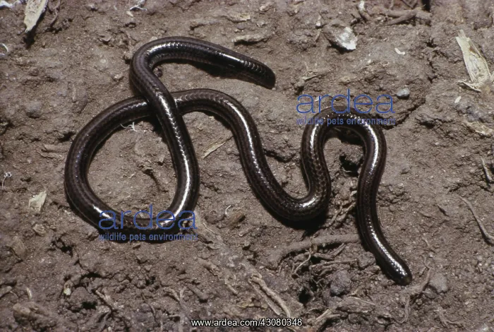 : Honduran Worm Snake : Honduran Worm Snake