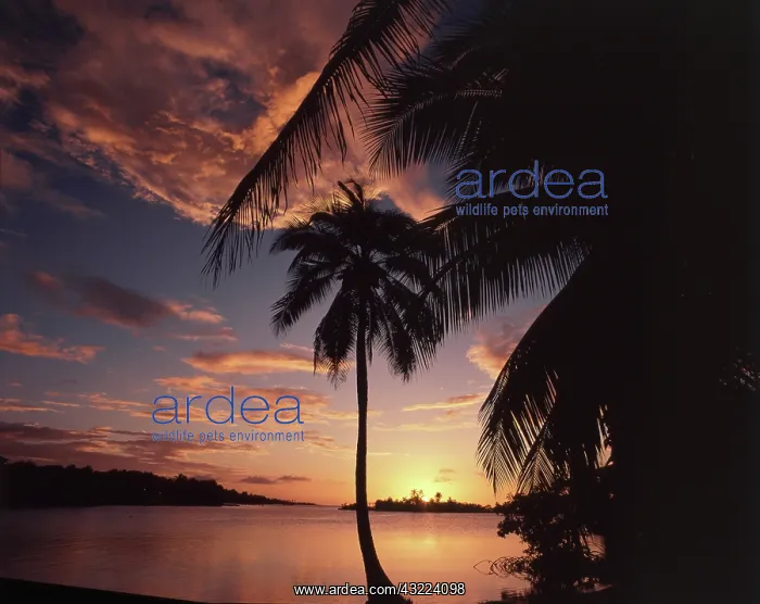 : Honduras, Bay Islands, Roatan, Anthony's : Honduras, Bay Islands, Roatan, Anthony's