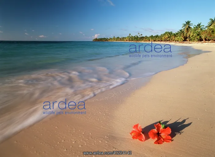 : Honduras, Roatan, Tabyana Beach, Tropical : Honduras, Roatan, Tabyana Beach, Tropical