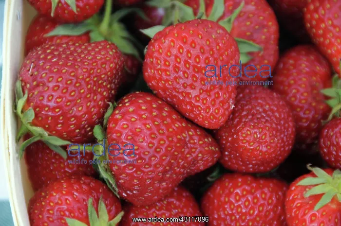 : Honeoye Strawberries : Honeoye Strawberries