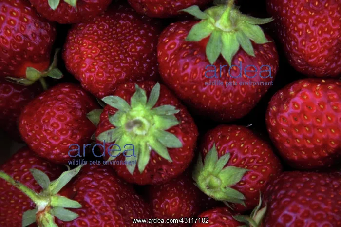 : Honeoye Strawberries : Honeoye Strawberries