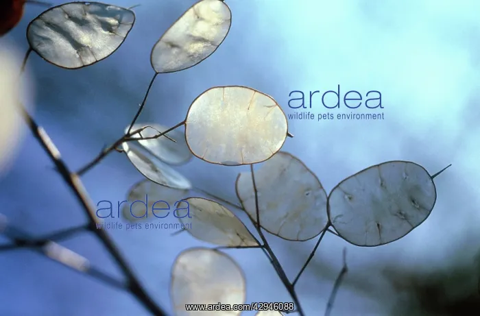 : Honesty, Lunaria annua : Honesty, Lunaria annua