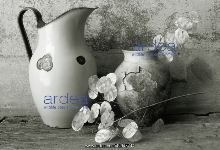 : Honesty, Lunaria annua : Honesty, Lunaria annua