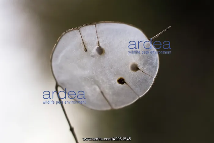 : Honesty, Lunaria annua : Honesty, Lunaria annua