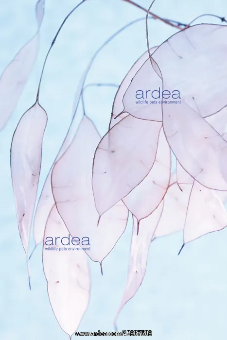 : Honesty, Lunaria rediviva : Honesty, Lunaria rediviva