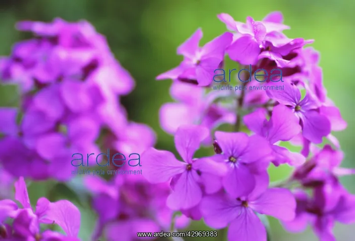 : Honesty, Lunaria annua : Honesty, Lunaria annua