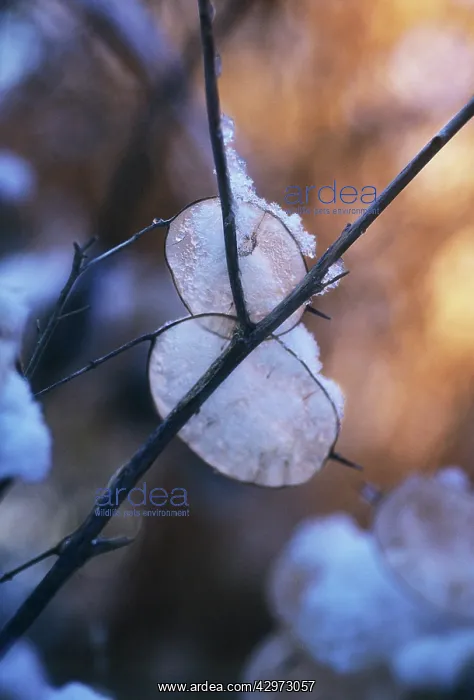 : Honesty, Lunaria annua : Honesty, Lunaria annua