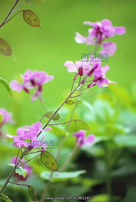 : Honesty, Lunaria annua : Honesty, Lunaria annua