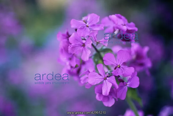 : Honesty, Lunaria annua : Honesty, Lunaria annua