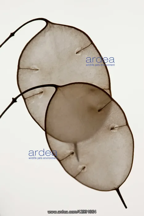 : Honesty. Translucent eliptical seed pods of Lunaria, Honesty : Honesty. Translucent eliptical seed pods of Lunaria, Honesty