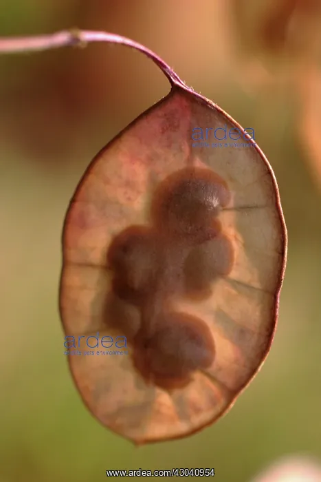 : Honesty, Lunaria annua : Honesty, Lunaria annua