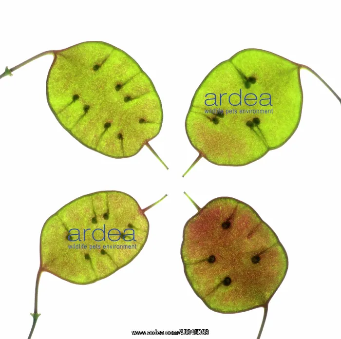 : Honesty, Lunaria annua : Honesty, Lunaria annua