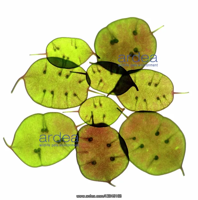 : Honesty, Lunaria annua : Honesty, Lunaria annua