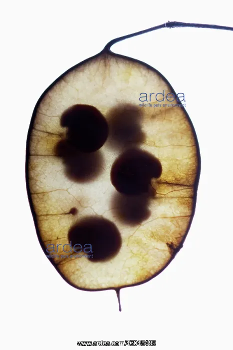 : Honesty, Lunaria annua : Honesty, Lunaria annua