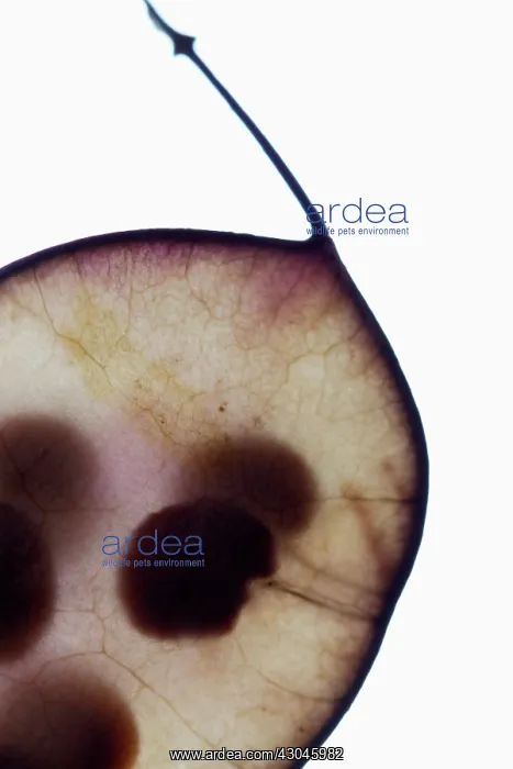 : Honesty, Lunaria annua : Honesty, Lunaria annua
