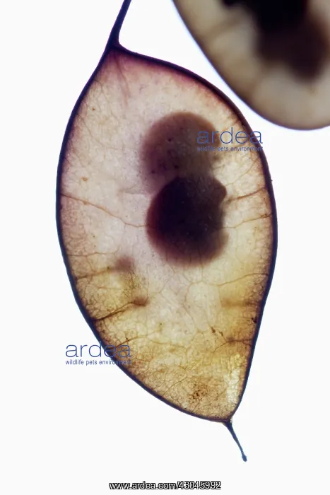 : Honesty, Lunaria annua : Honesty, Lunaria annua