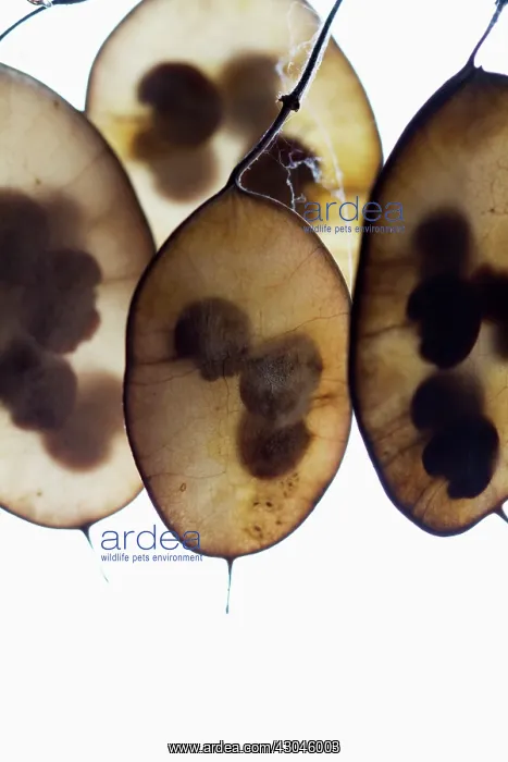 : Honesty, Lunaria annua : Honesty, Lunaria annua