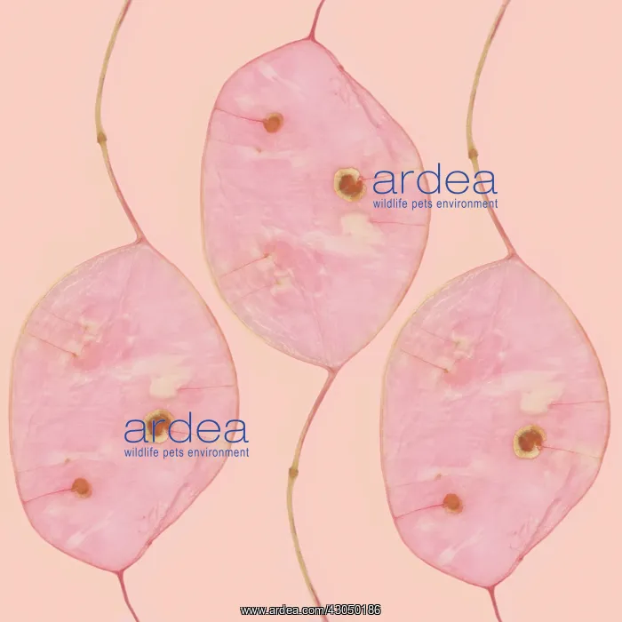 : Honesty, Lunaria annua : Honesty, Lunaria annua