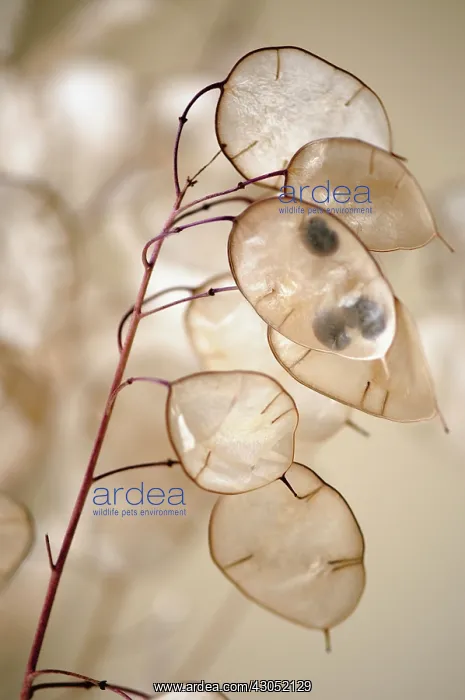 : Honesty, Lunaria annua : Honesty, Lunaria annua