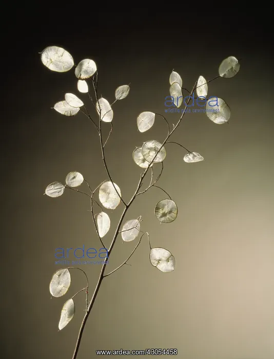 : Honesty, Lunaria annua : Honesty, Lunaria annua