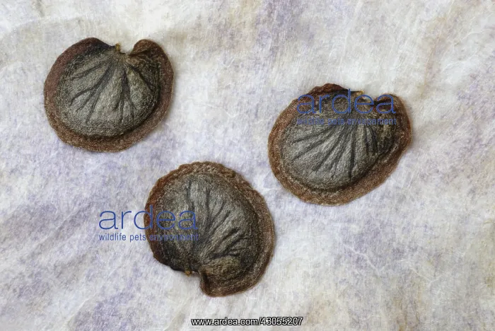: Honesty, Lunaria annua : Honesty, Lunaria annua