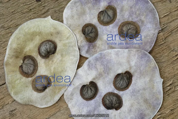 : Honesty, Lunaria annua : Honesty, Lunaria annua
