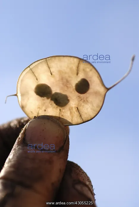 : Honesty, Lunaria annua : Honesty, Lunaria annua