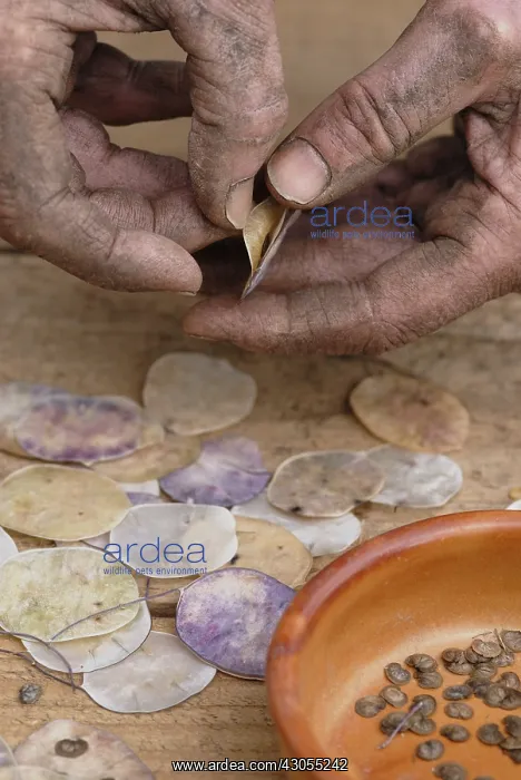 : Honesty, Lunaria annua : Honesty, Lunaria annua