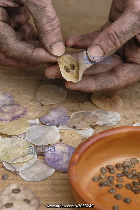 : Honesty, Lunaria annua : Honesty, Lunaria annua